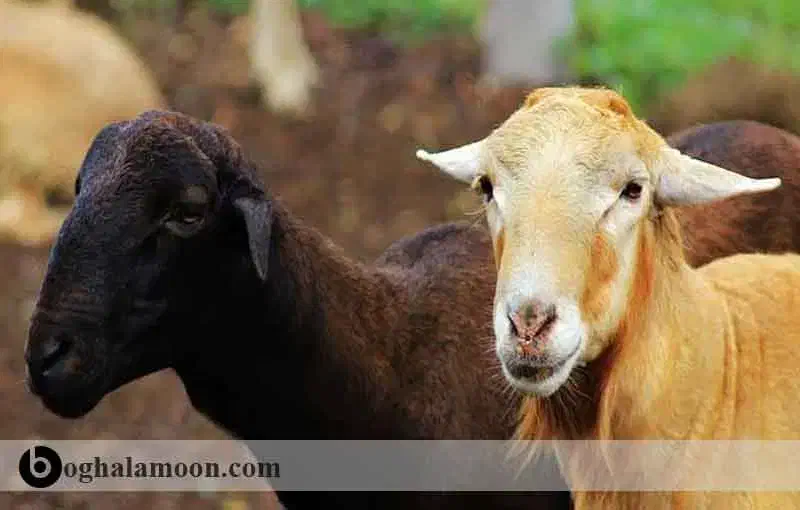 گوسفند پرگوشت ضمانتی کمردار/خونی|حیوانات مزرعه|مشهد, نوید|دیوار