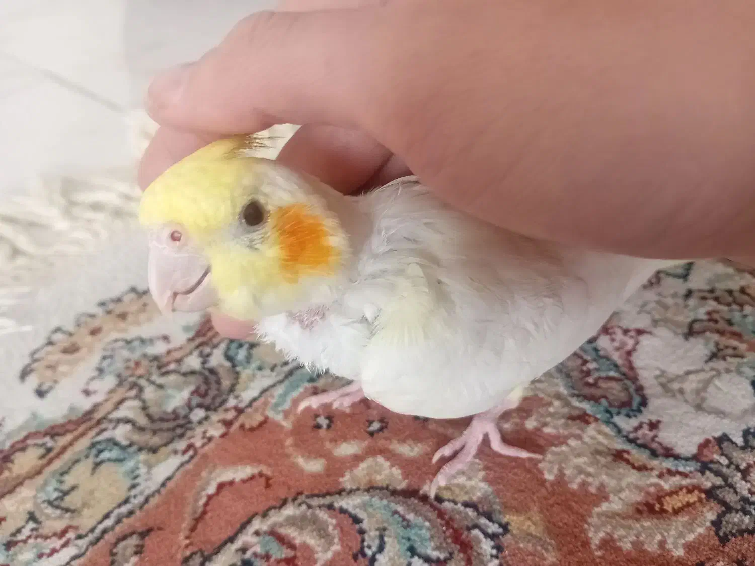 عروس هلندی نر|پرنده|پردیس, فاز ۲|دیوار