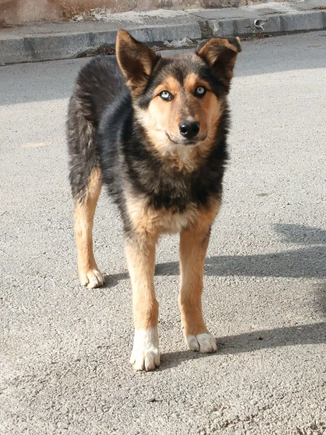 توله ژرمن|سگ|ایجرود, |دیوار