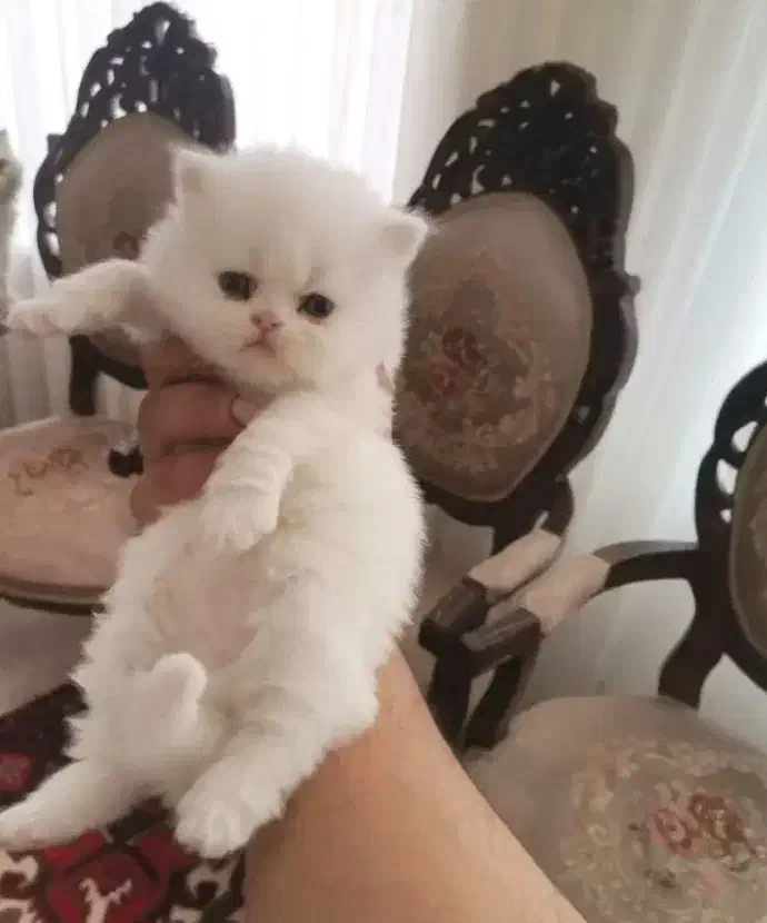 پرشین سوپر فلت|گربه|تبریز, |دیوار