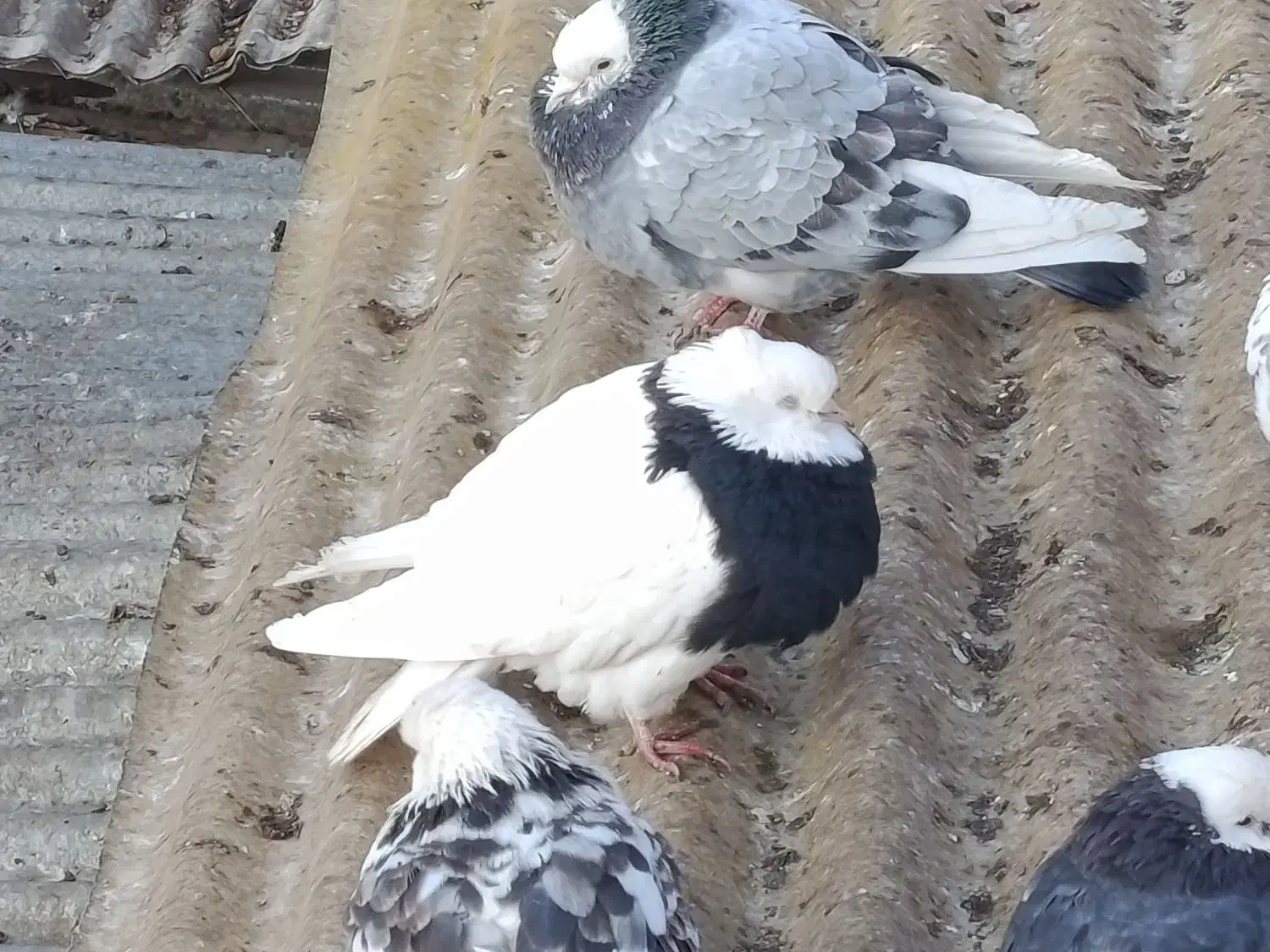 کبوتر زینتی|پرنده|نجفآباد, دفاع مقدس|دیوار