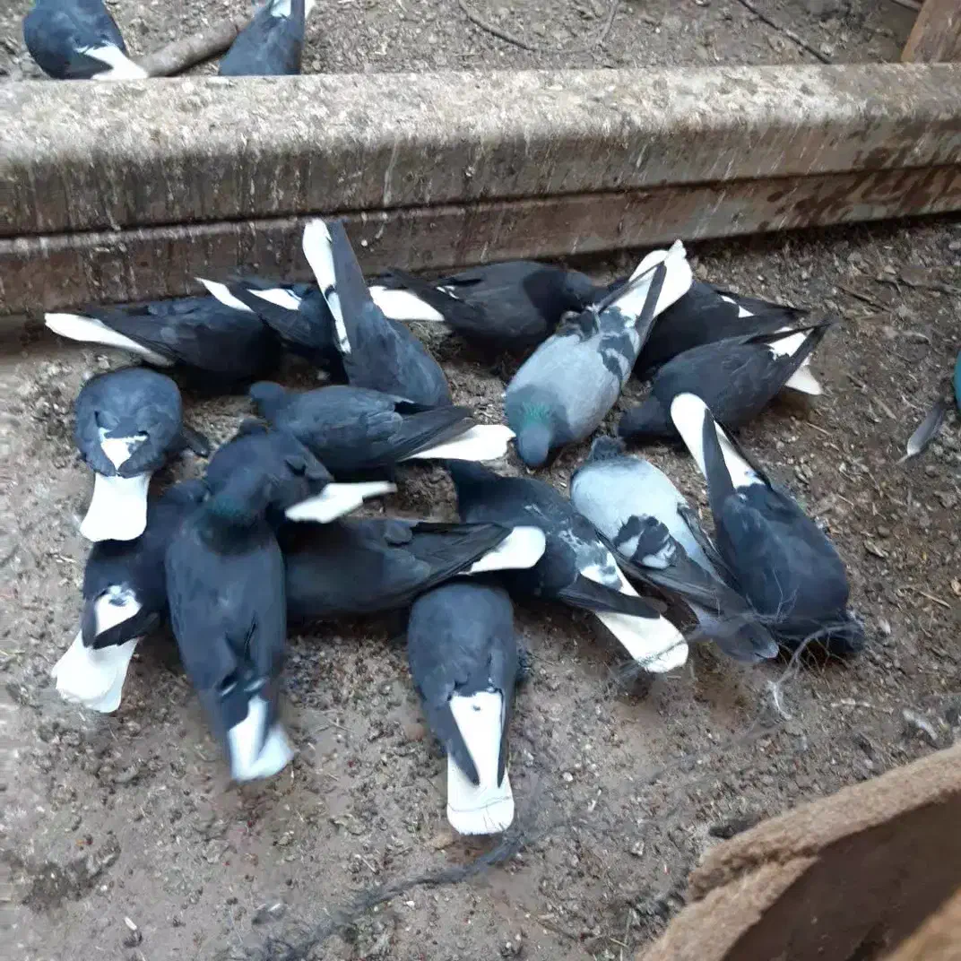 زاغ دم سفید|پرنده|نرماشیر, |دیوار