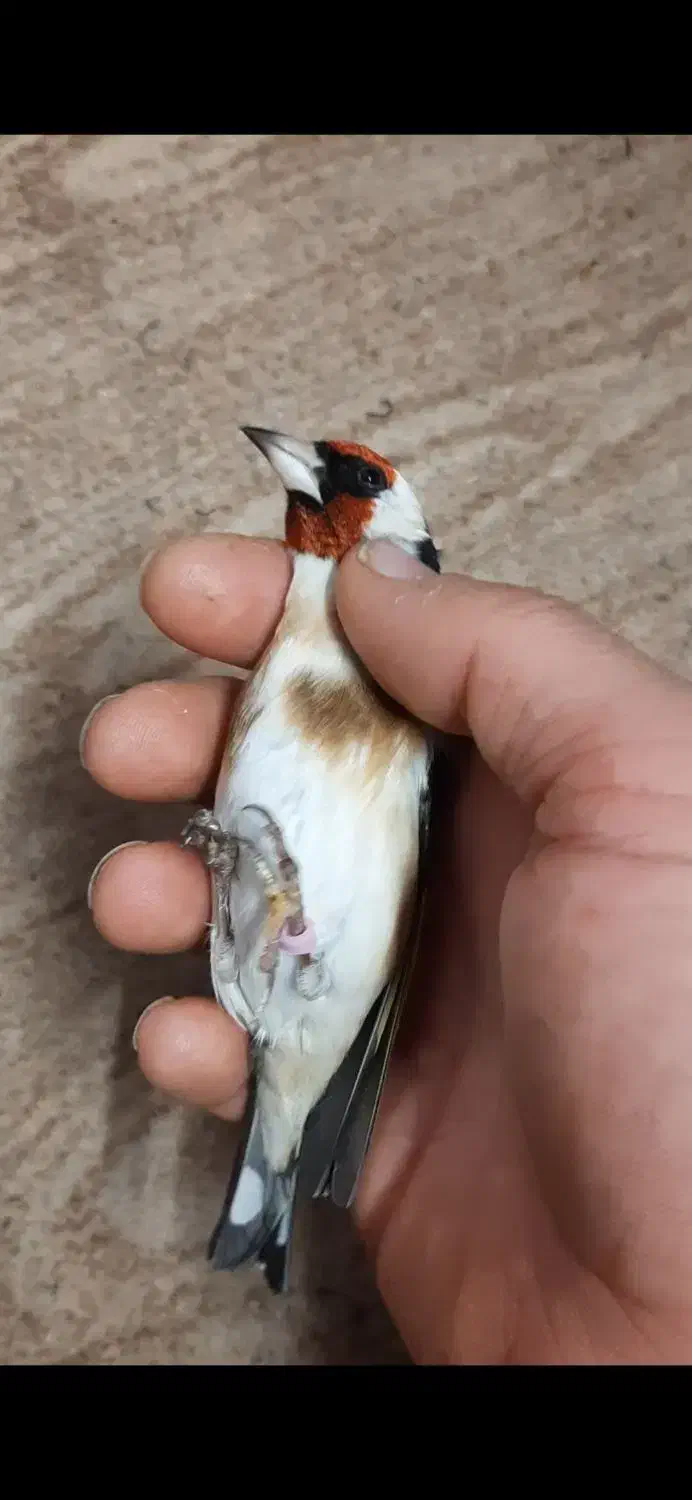 سهره رسمی نر ضمانتی|پرنده|مشهد, حسینآباد|دیوار