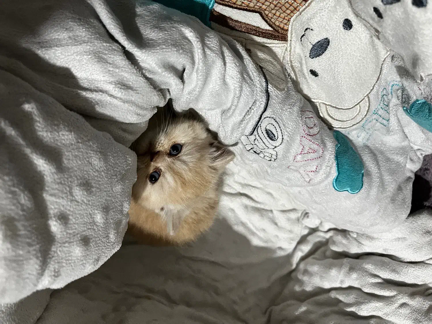 گربه بریتیش اصل نر|گربه|ارومیه, |دیوار