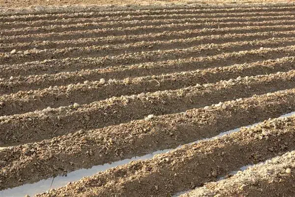 اجاره زمین|خدمات باغبانی و درختکاری|نهاوند, |دیوار