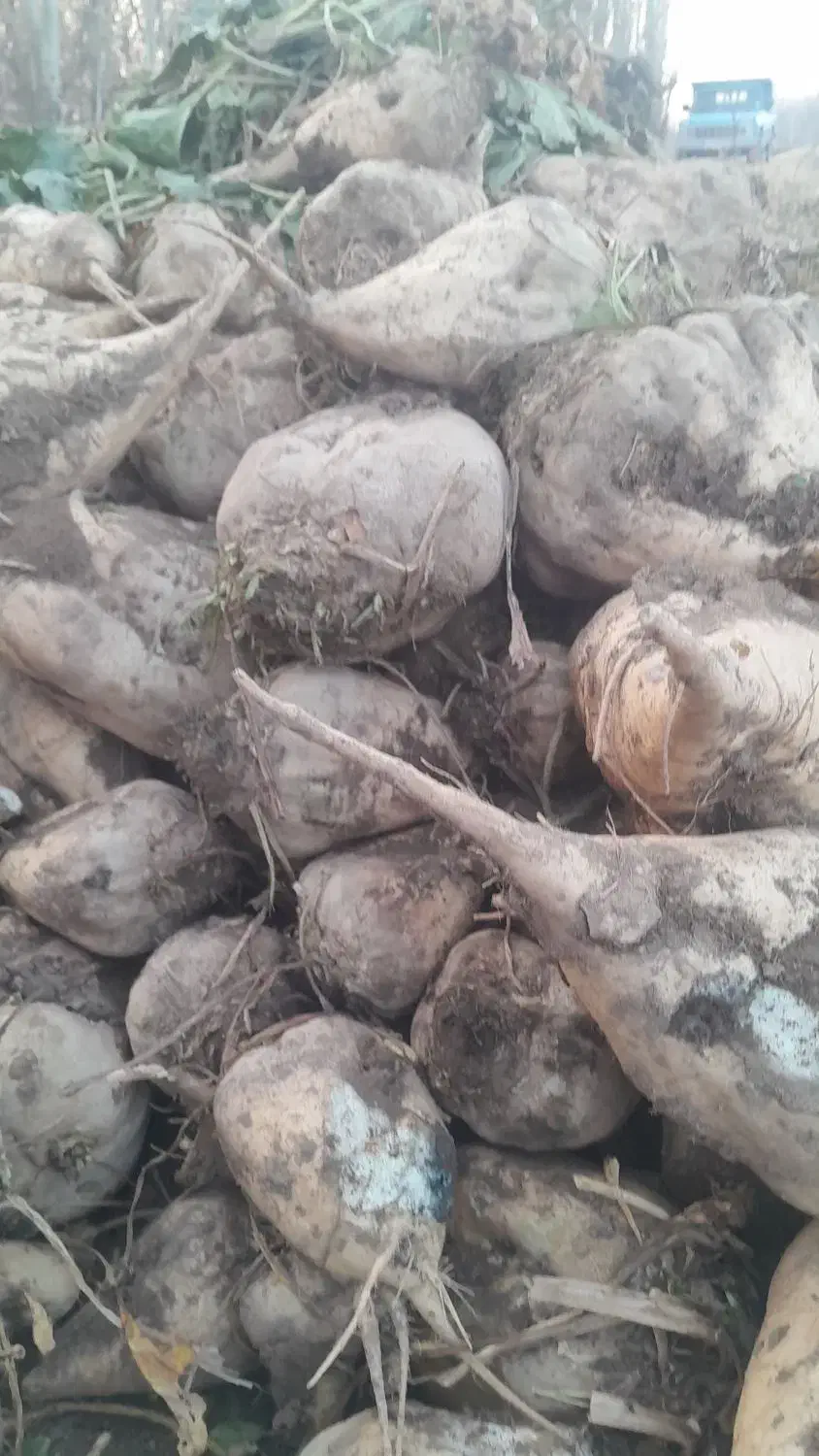 چغندرقند|عمده‌فروشی|میاندوآب, |دیوار