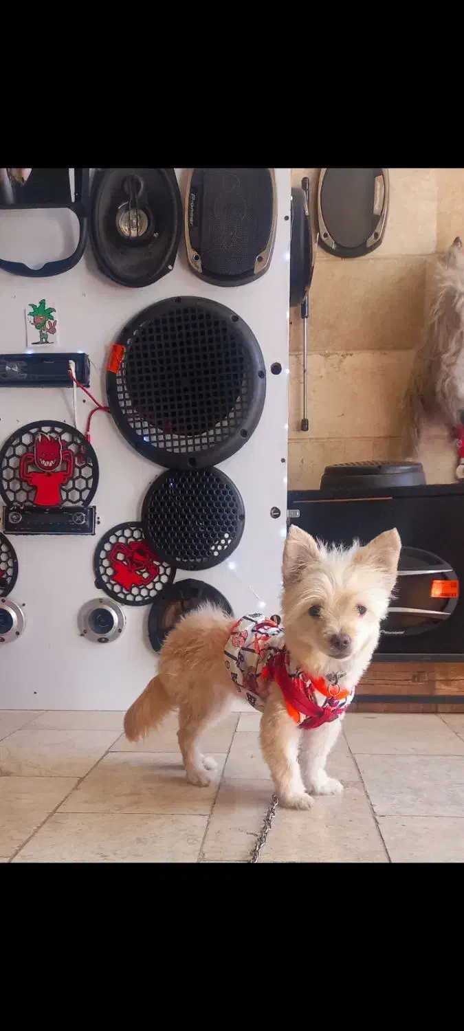 سگ پامر شیتزو میکس خاص|سگ|مشهد, حجت|دیوار