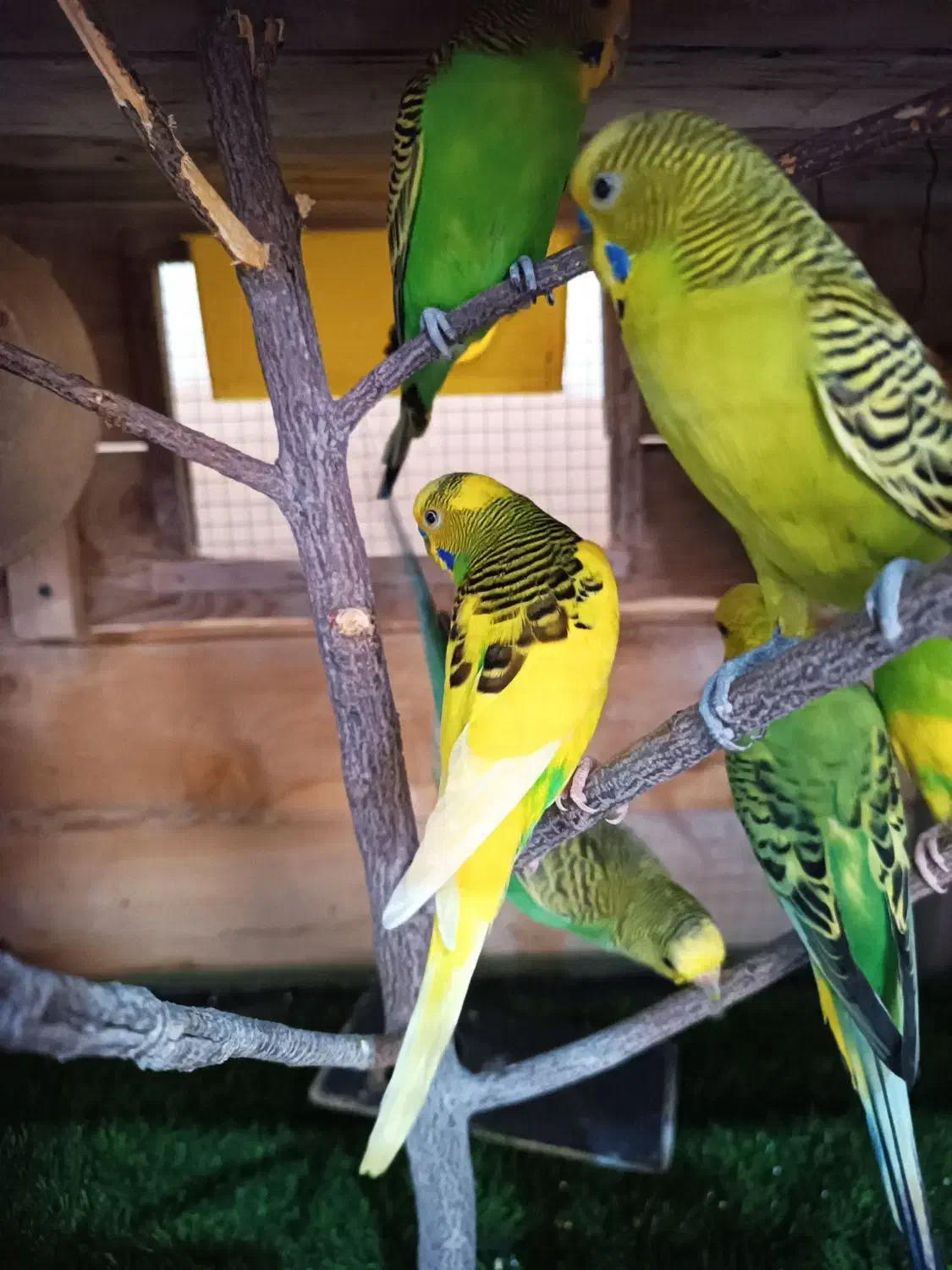 مرغ عشق|پرنده|قشم, |دیوار