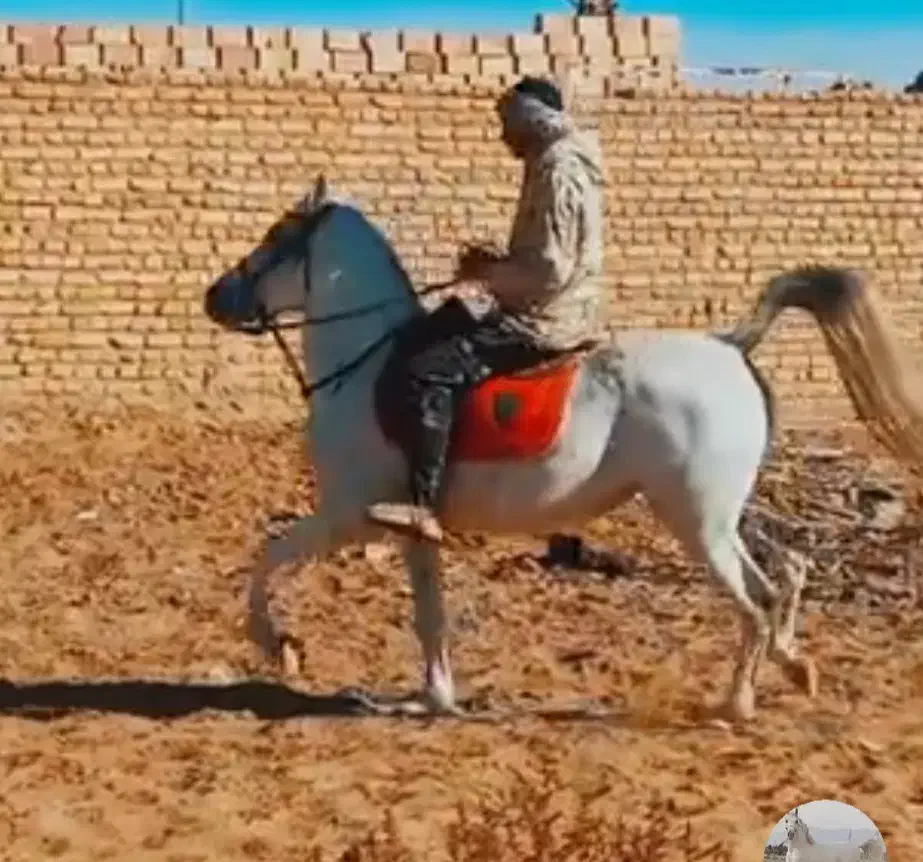 اسب ترکی|اسب و تجهیزات اسب‌سواری|یزد, |دیوار