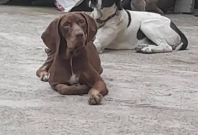 سگ گمشده|حیوانات|لاهیجان, لیل|دیوار