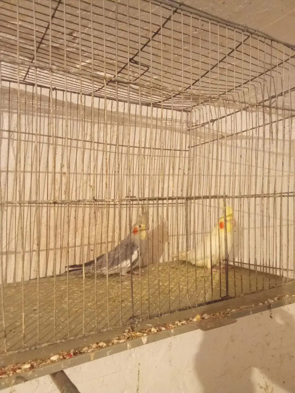 فروش هلندی معاوضه با سهره|پرنده|یاسوج, |دیوار