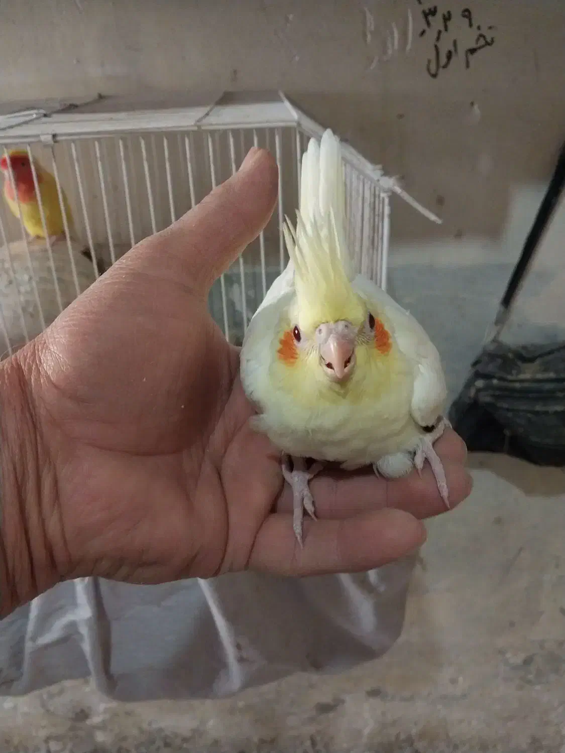 ۲عددجوجه عروس زعفرانی آماده دستی کردن|پرنده|سبزوار, شرق کال شمالی|دیوار