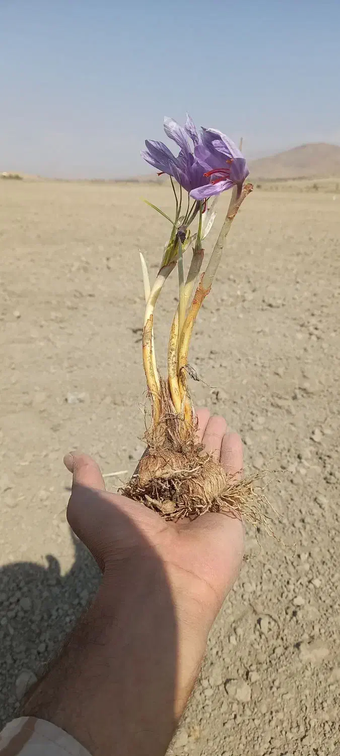 پیازچه تمیز زعفران|گل و گیاه طبیعی|کنگاور, |دیوار