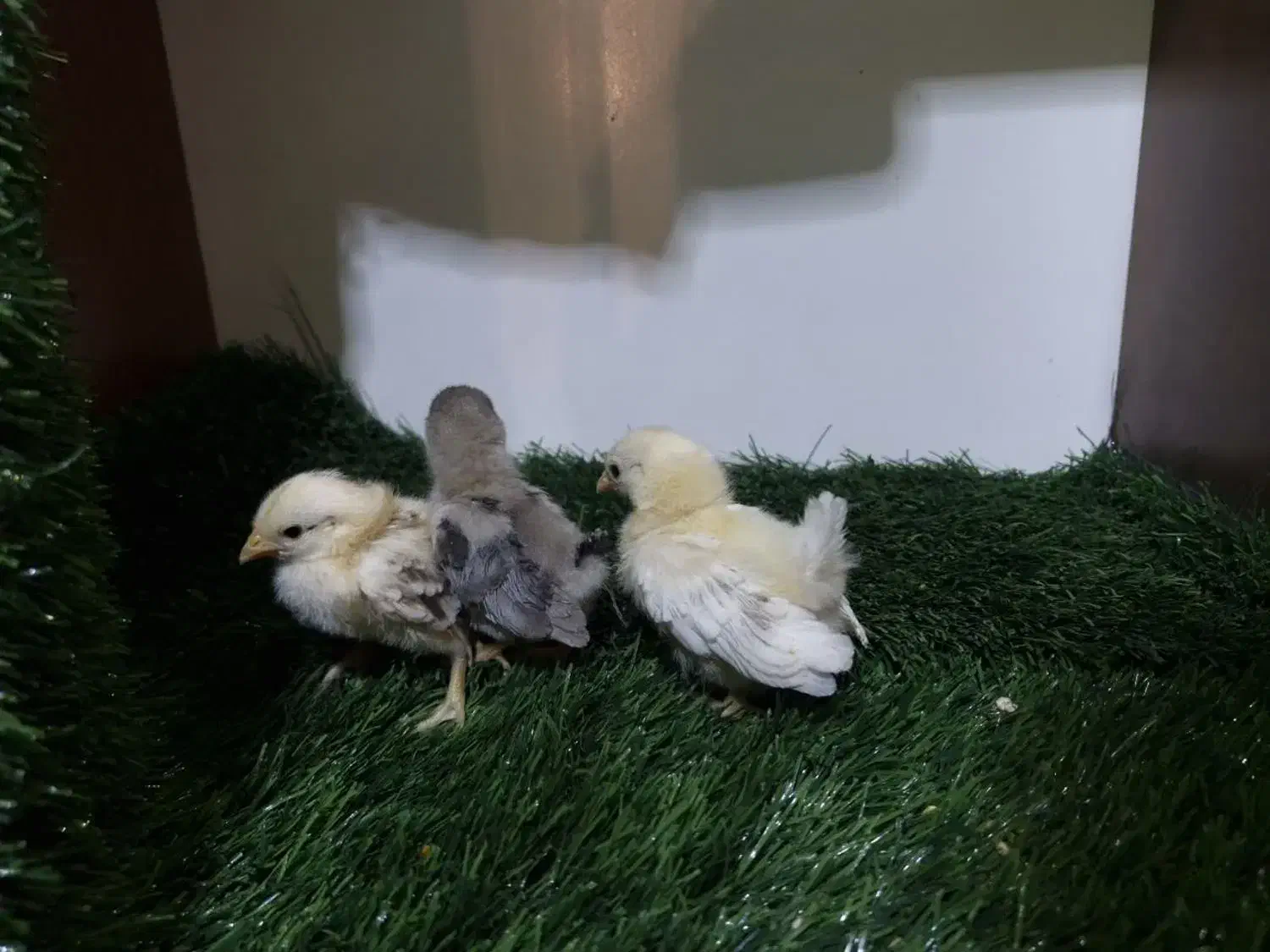 فروش ویژه جوجه های خاص|حیوانات مزرعه|قم, بوستان جوان|دیوار