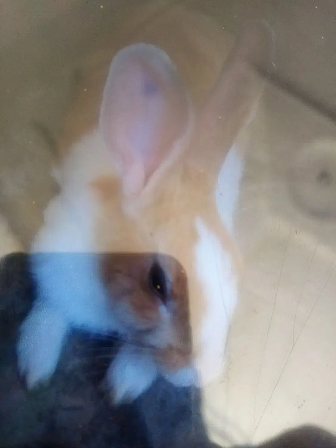 خرگوش خانگی|موش و خرگوش|مریوان, |دیوار