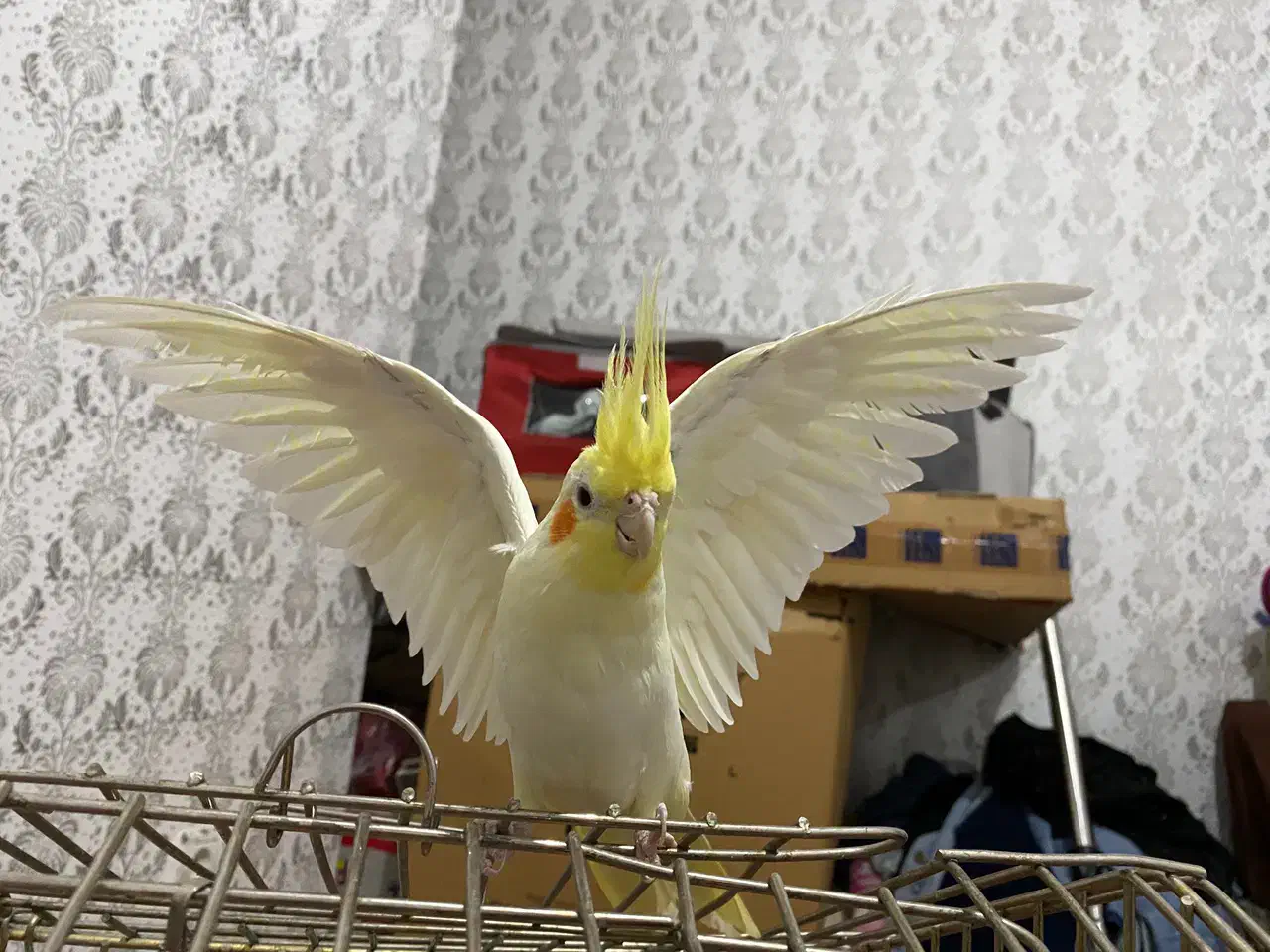 عروس هلندی مولد|پرنده|شهریار, شهریار|دیوار