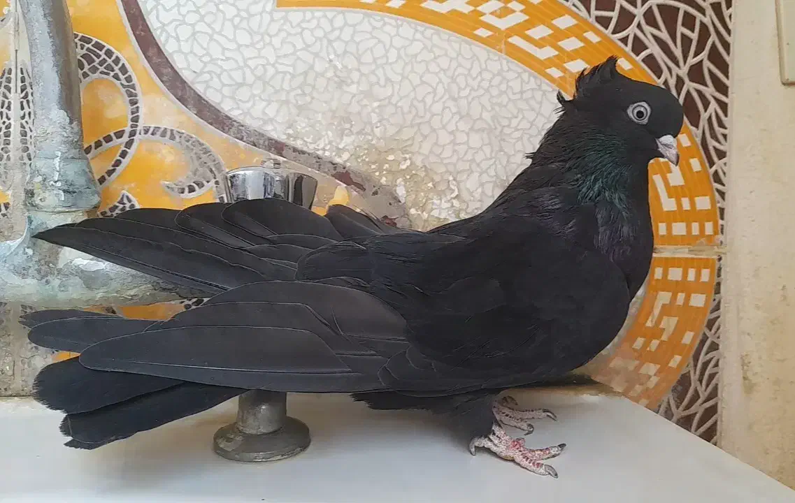 کبوتر سیاه واکسی|پرنده|بیجار, |دیوار