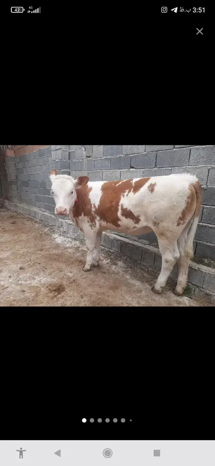 شیرفروشی|حیوانات مزرعه|رباطکریم, انجم آباد|دیوار