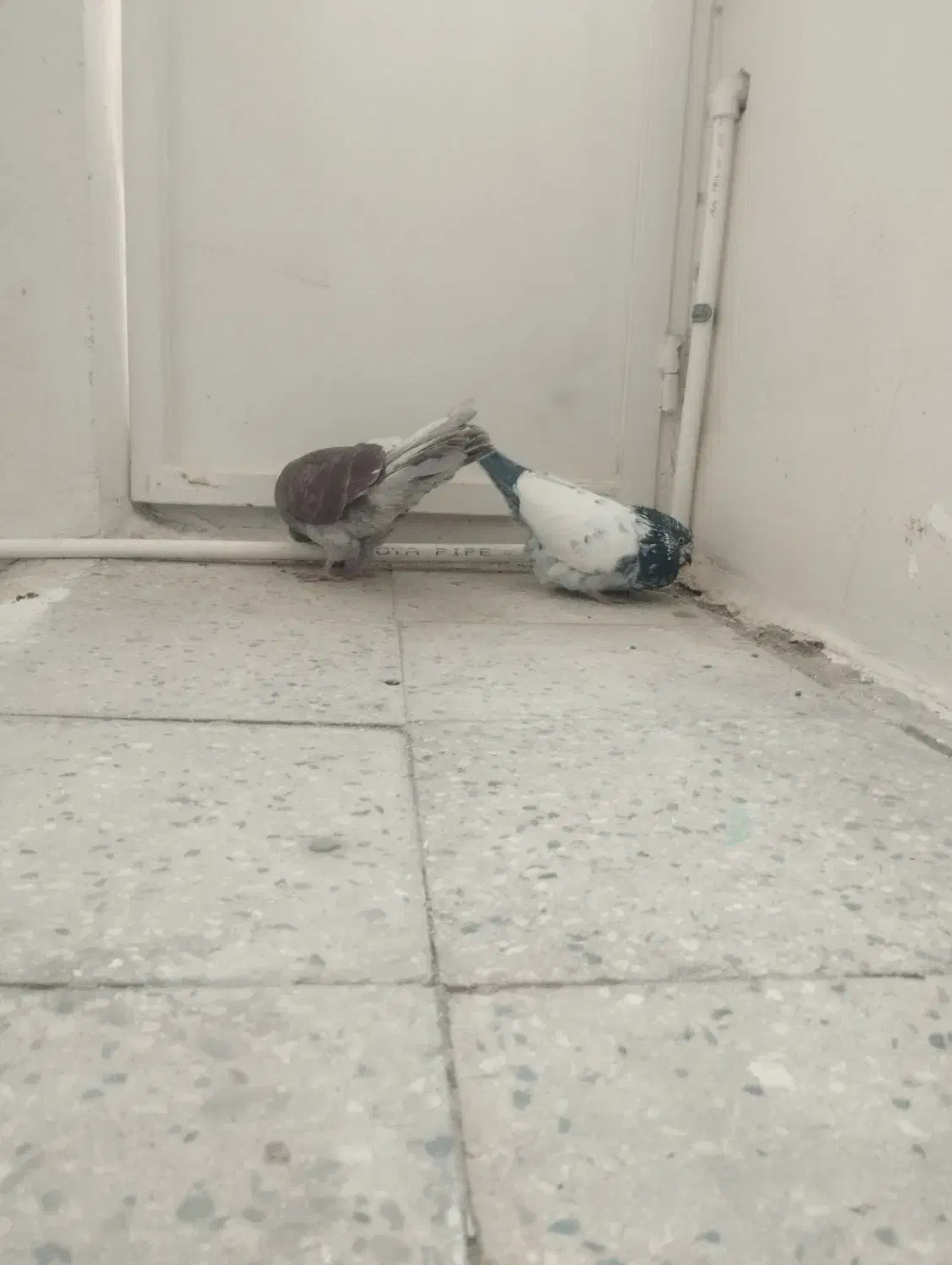 نر گمشده|پرنده|قم, نخودی|دیوار