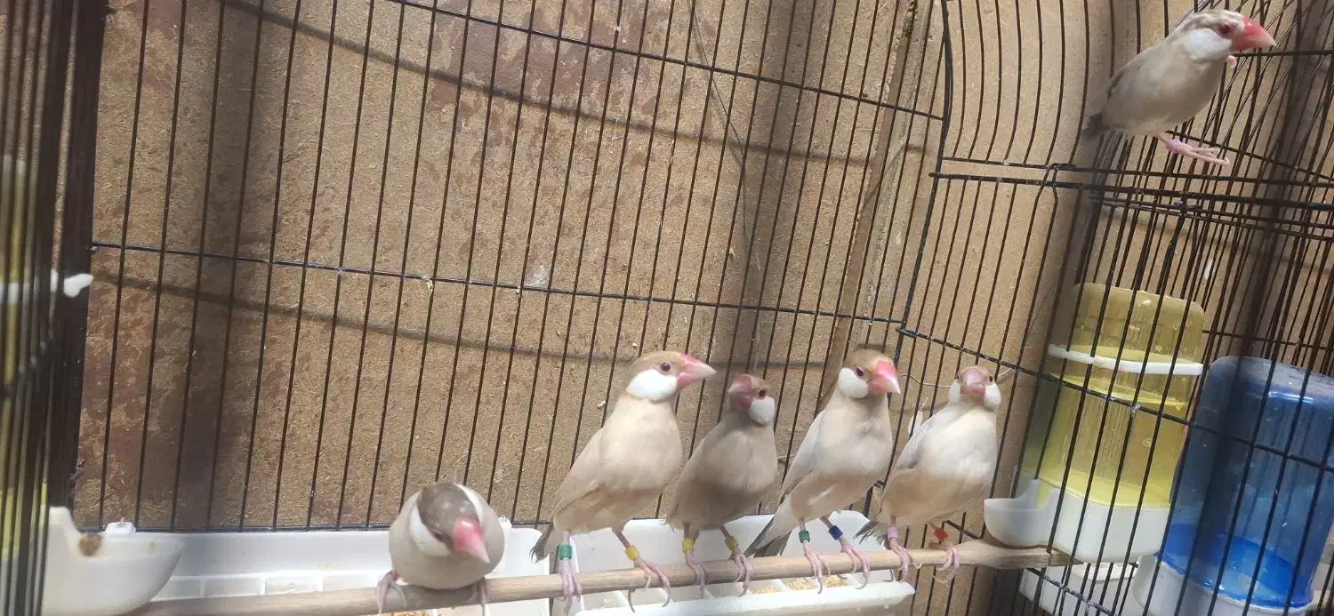 ۲۲ عدد فنچ نرگسی|پرنده|تهران, والفجر|دیوار