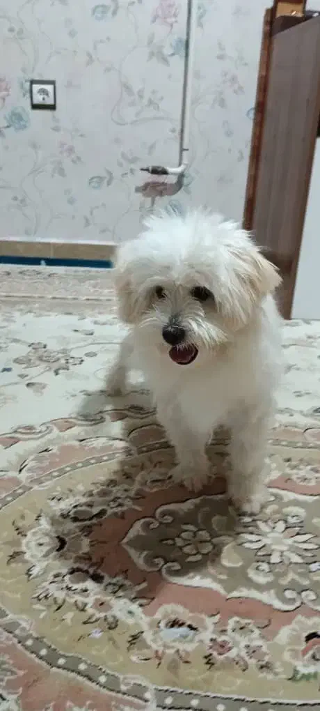 سگ پاکوتاه|سگ|کرج, کوی کارمندان شمالی|دیوار