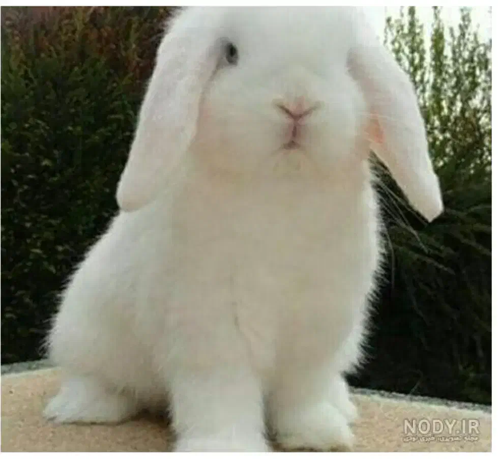 خرگوش لووپ چشم قرمز|موش و خرگوش|معصومیه, |دیوار