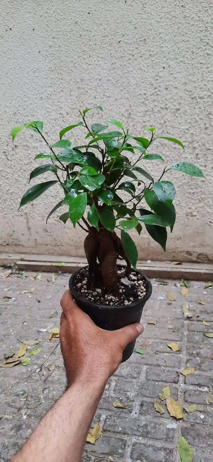 بونسای جینسینگ|گل و گیاه طبیعی|تهران, حشمتیه|دیوار