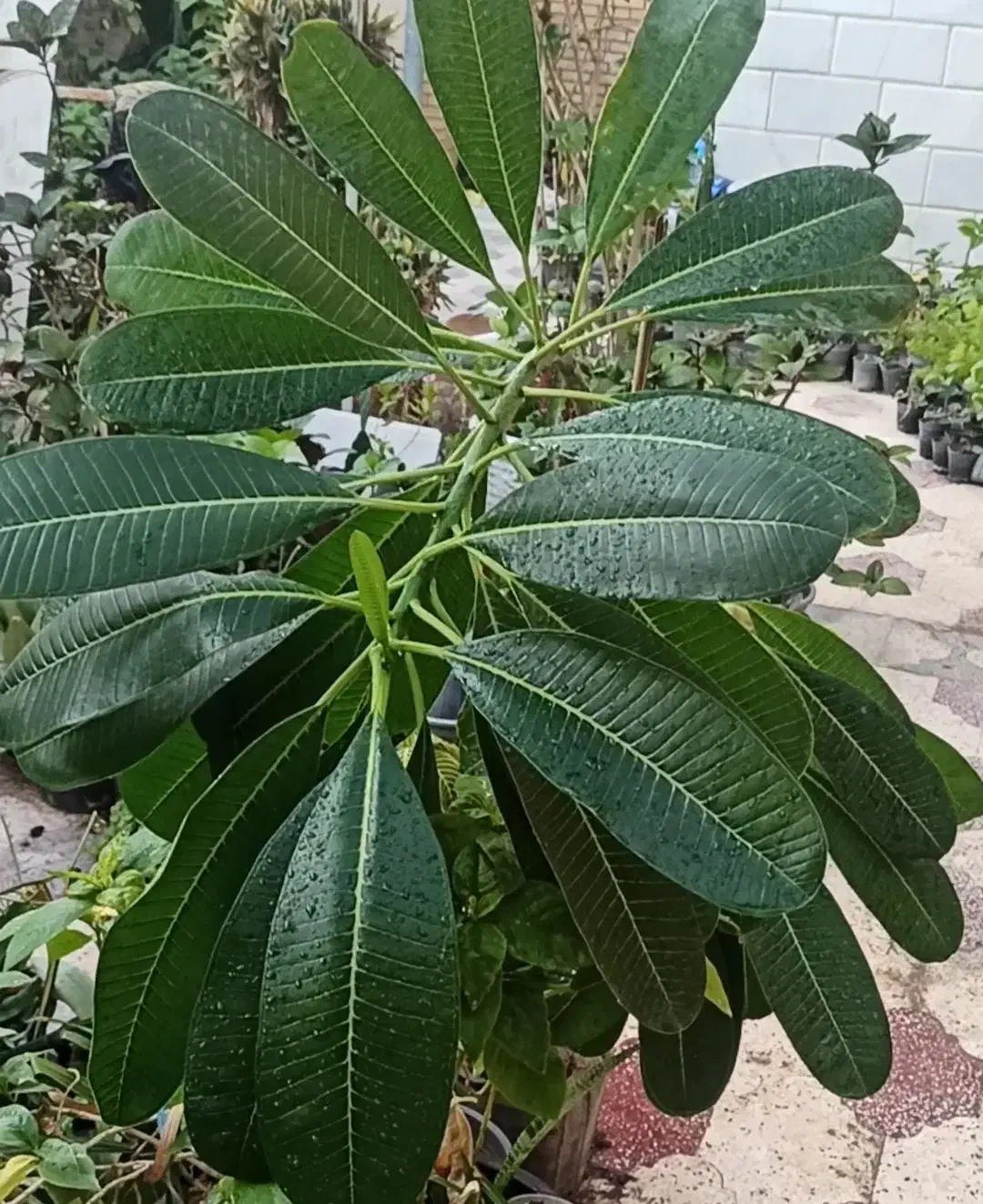 گل و گیاه|گل و گیاه طبیعی|دیلم, |دیوار