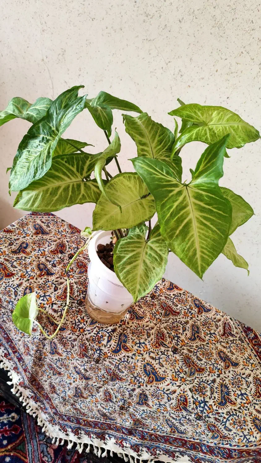 فروش انواع گلهای هیدروپونیک شده و خاکی|گل و گیاه طبیعی|نائین, |دیوار