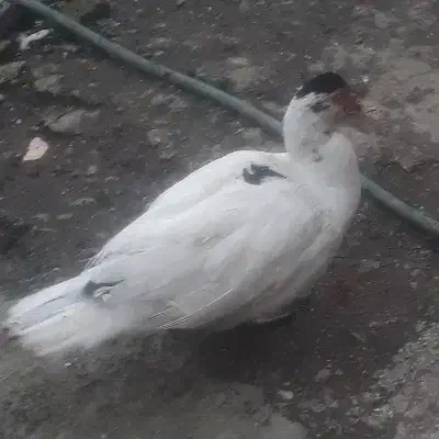 اردک اسرائیلی|حیوانات مزرعه|رشت, جانبازان|دیوار