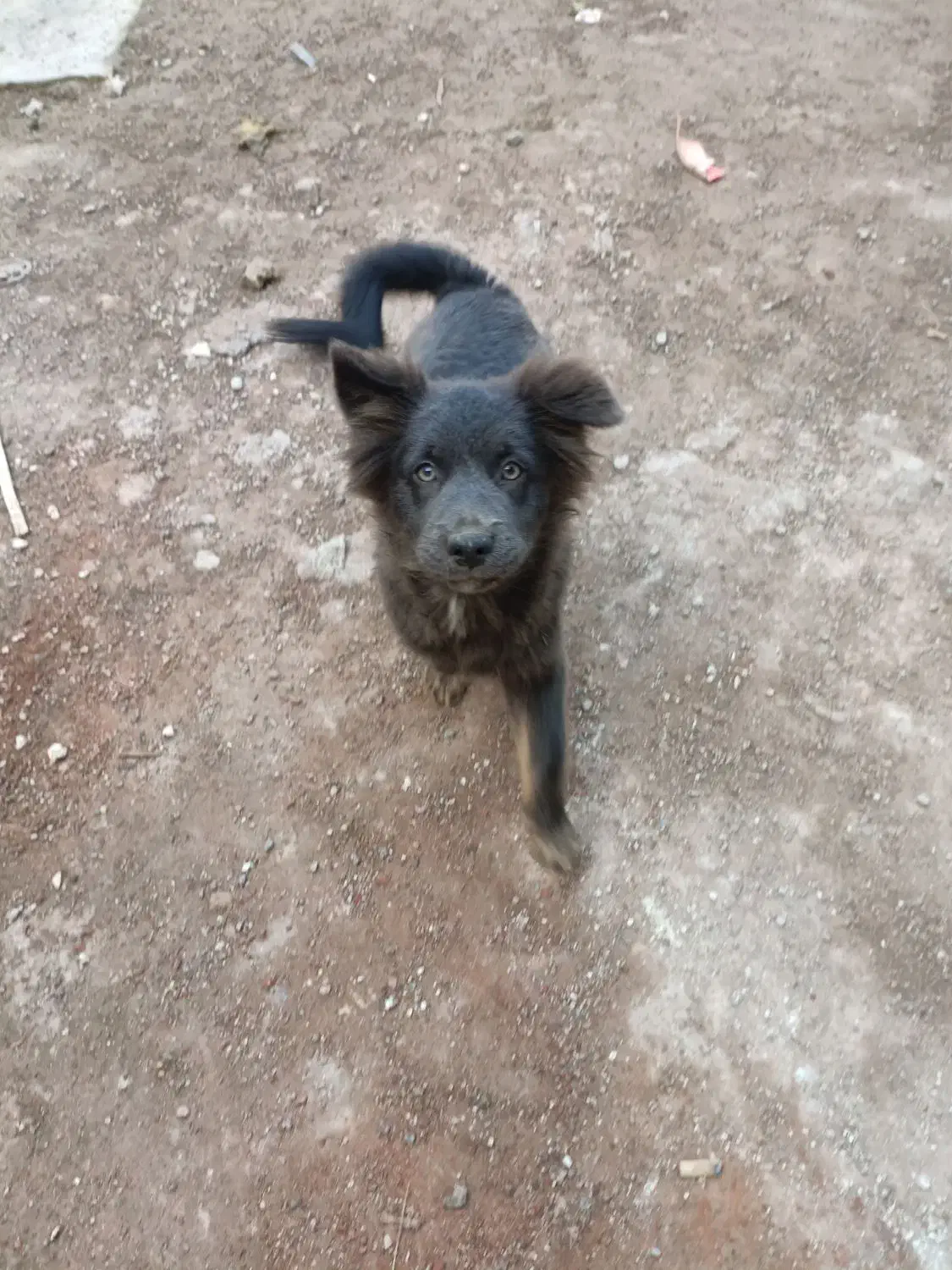 اشپیتز هاسکی|سگ|رشت, ولکس|دیوار