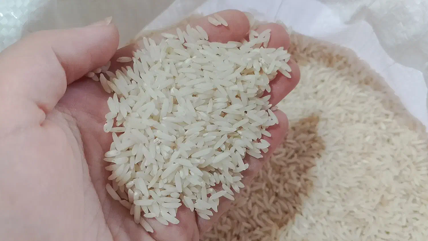 برنج هاشمی سورتینگ شده|خوردنی و آشامیدنی|کلاچای, |دیوار
