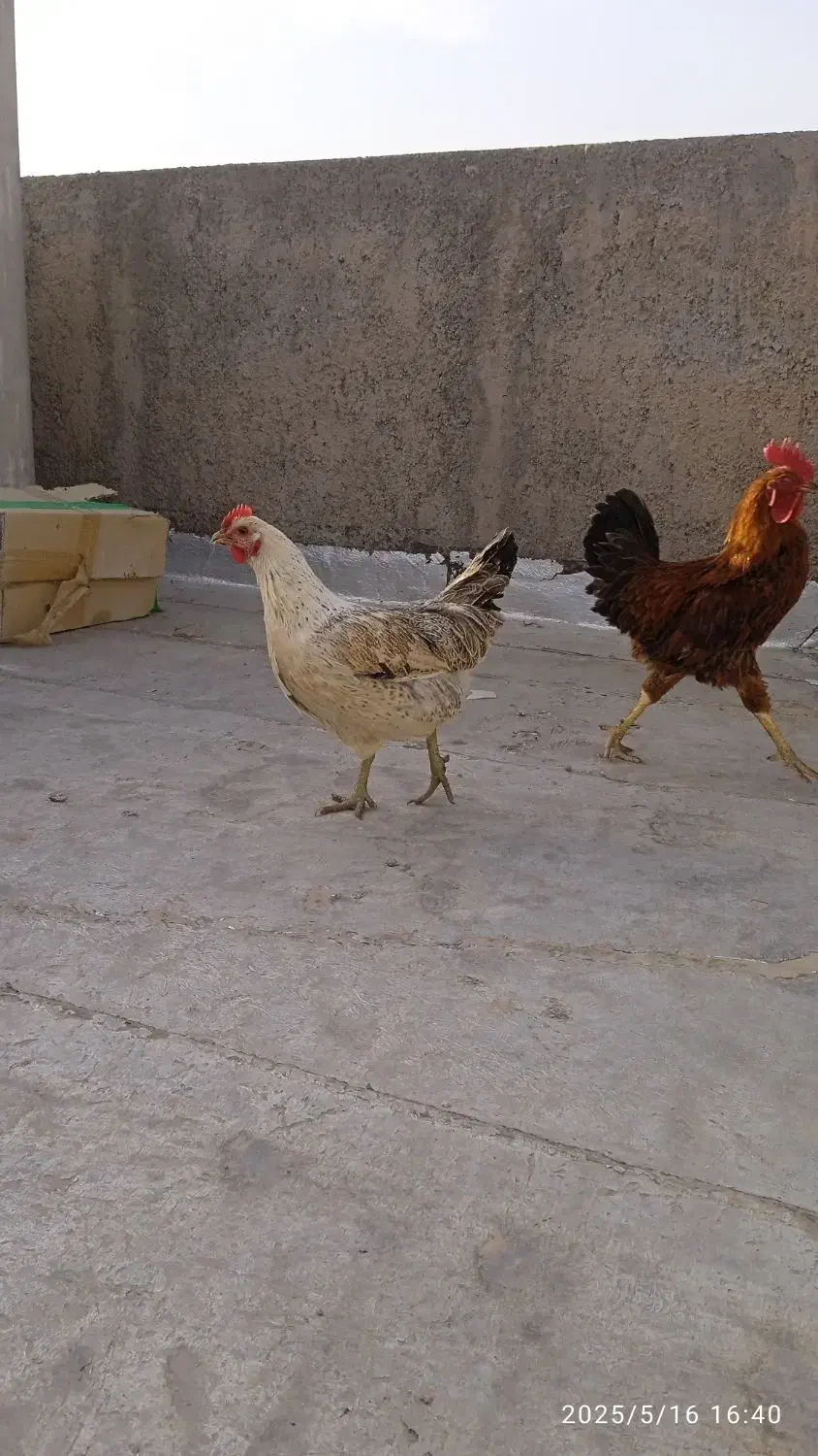 مرغ و خروس محلی|حیوانات مزرعه|بیرجند, |دیوار