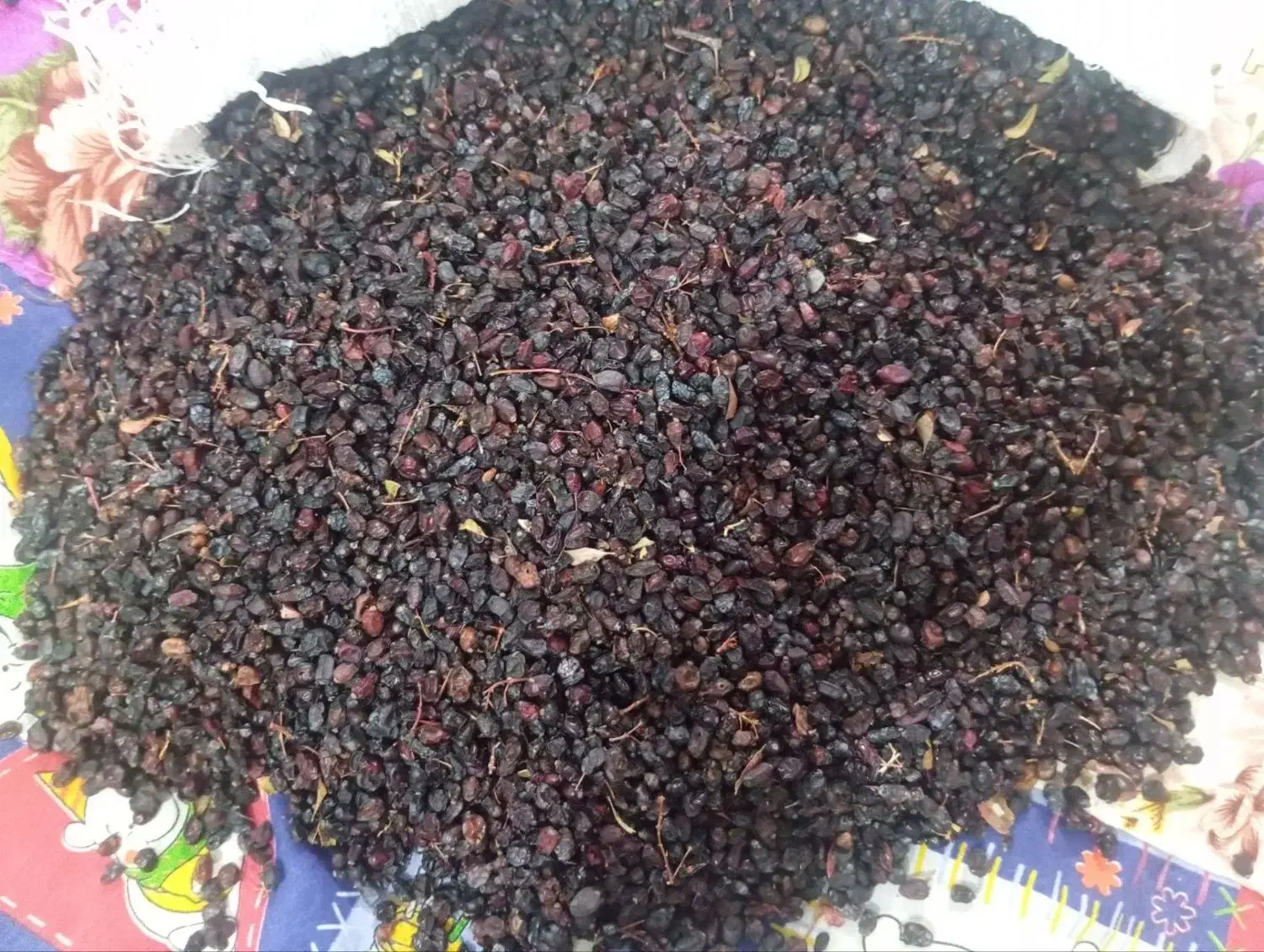 زرشک کوهی و لوشی|حراج|شیروان (خراسان), |دیوار