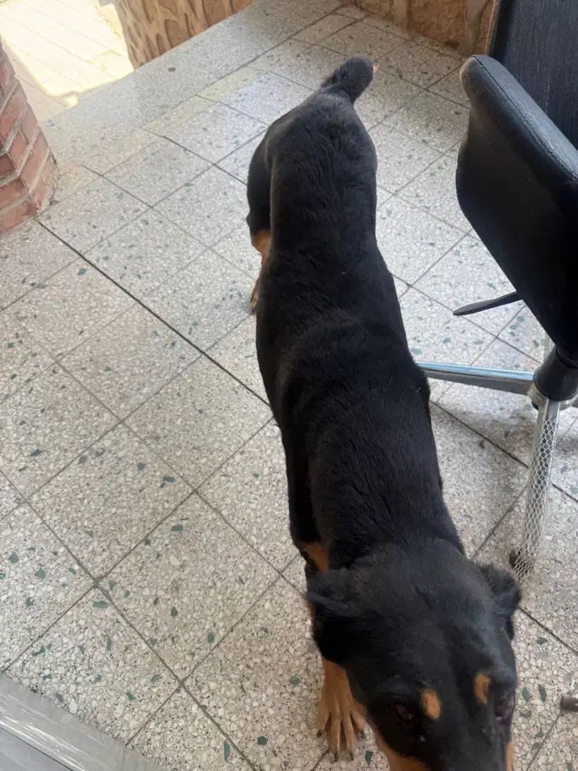 سگ دوبرمن ۱ساله ماده|سگ|دماوند, گیلاوند|دیوار