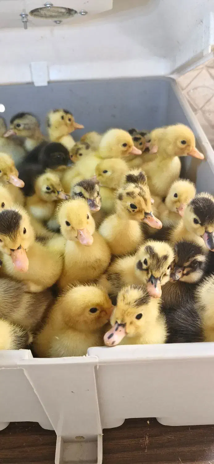 جوجه اردک  محلی  و جوجه مرغ|حیوانات مزرعه|رشت, باهنر|دیوار