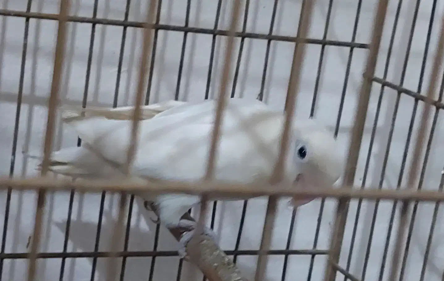 برزیلی نر و ماده فروشی|پرنده|نوشهر, |دیوار