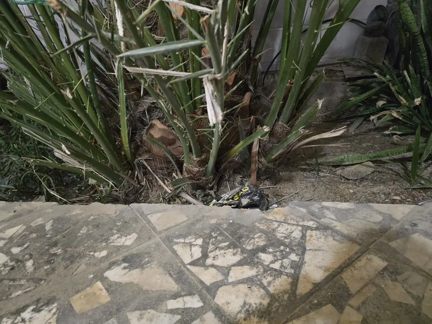 دمیت برحی|گل و گیاه طبیعی|بندر دیر, |دیوار