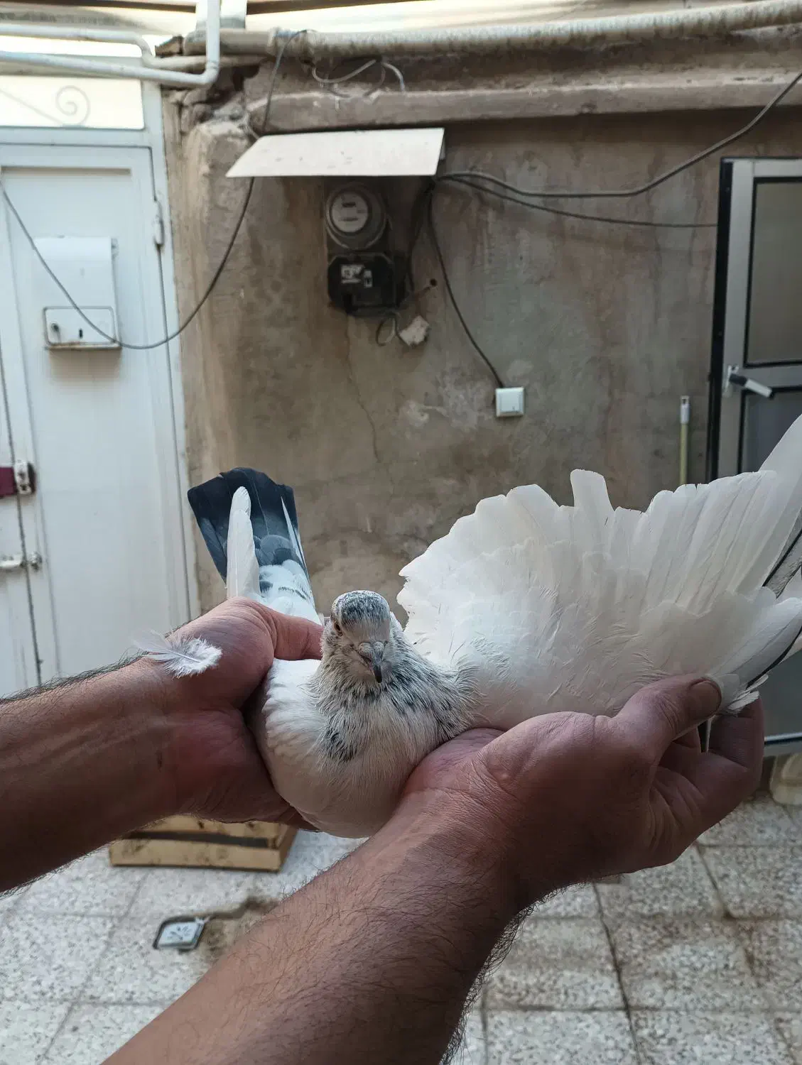 کفتر نر|پرنده|قم, نخودی|دیوار