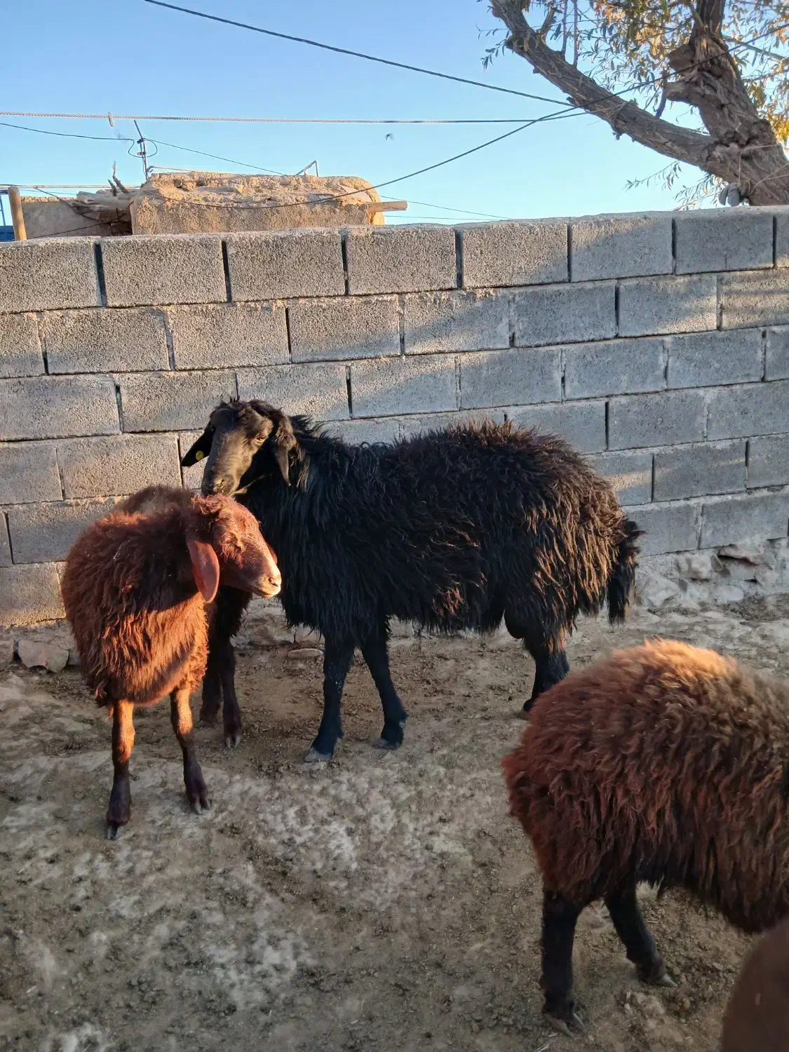 یک راس قوچ همو دوساله  جوان سرحال|حیوانات مزرعه|آبکوه, |دیوار