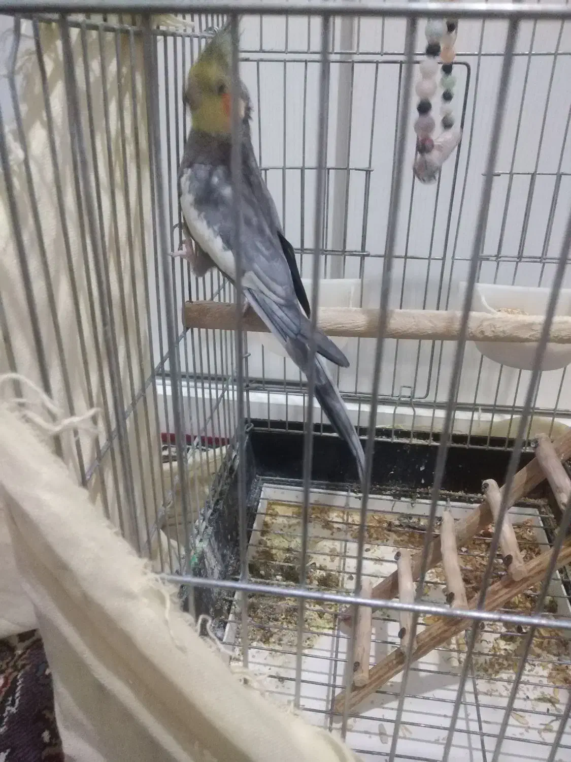 عروس هلندی|پرنده|بومهن, |دیوار