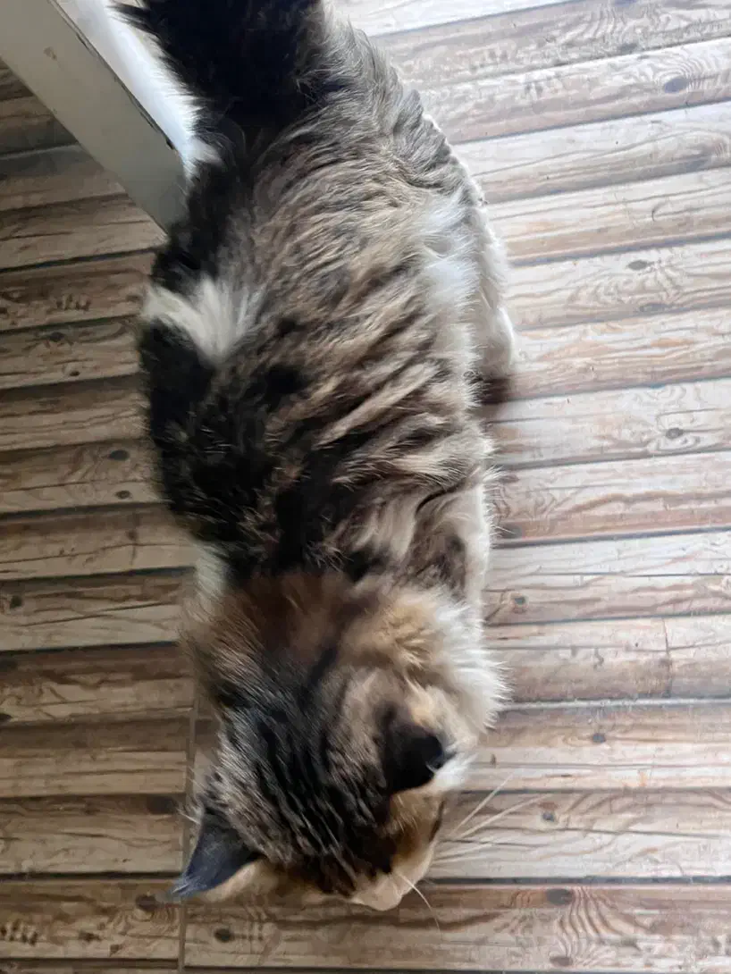 گربه گمشده منطقه رزمندگان|حیوانات|یزد, |دیوار