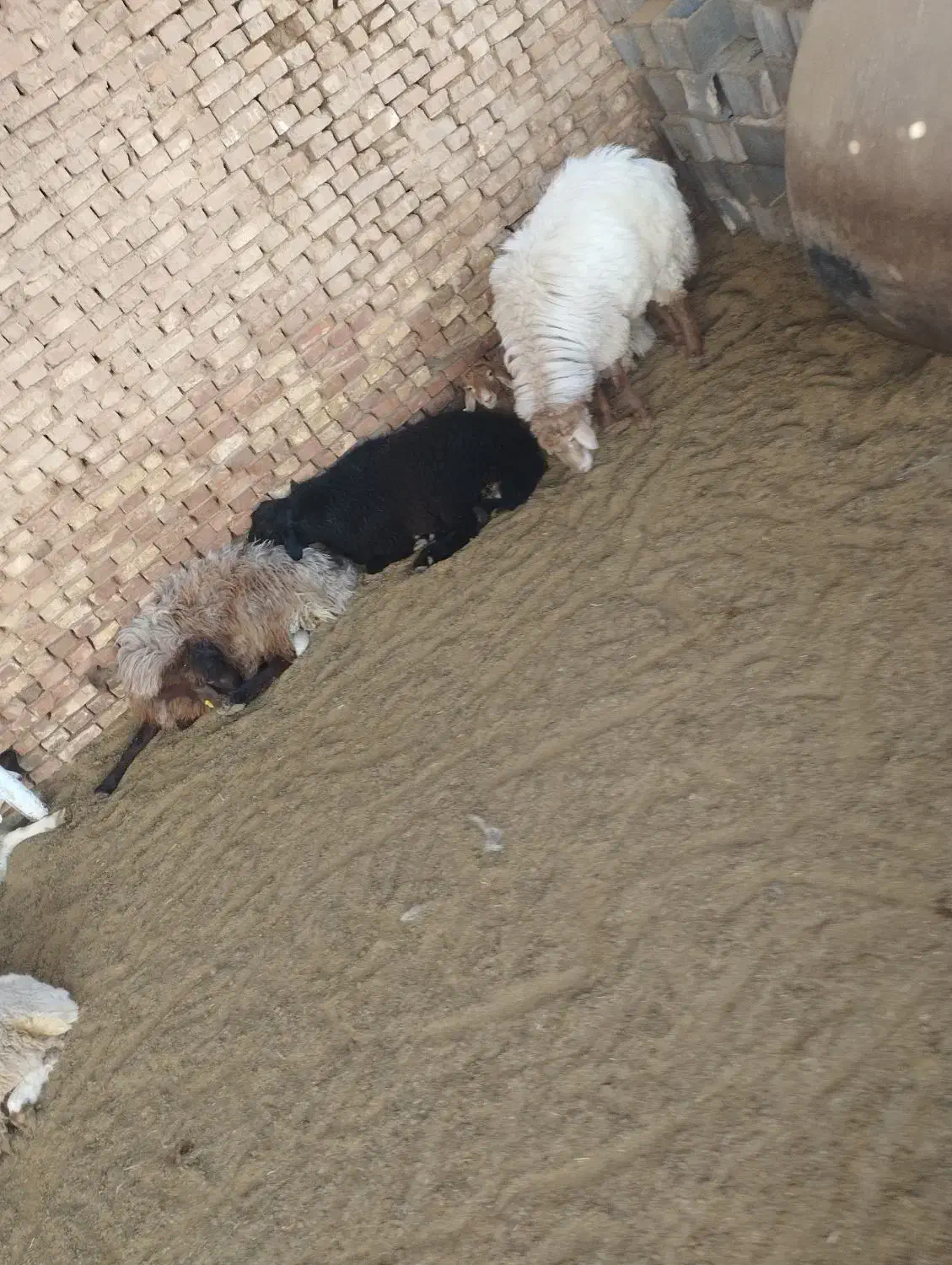 بره سنگین|حیوانات مزرعه|یزد, |دیوار