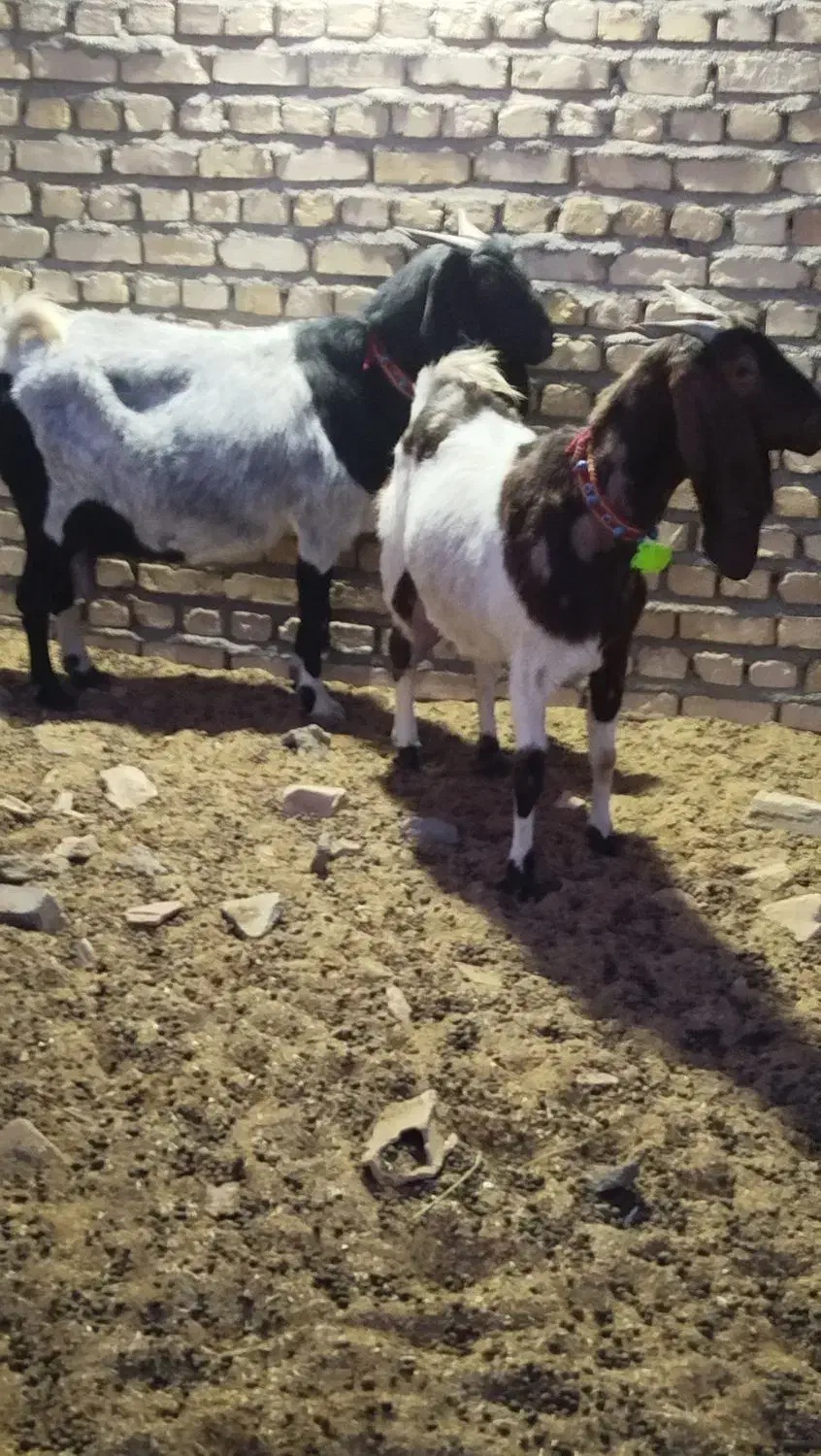 دوعددبزپاکستانی جوان درشت شیرا بادوتا نر|حیوانات مزرعه|مشهد, ملک‌آباد|دیوار