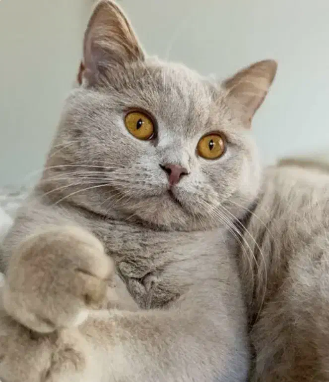 نر بریتیش رنگ لیلاک جفت گیری|گربه|مشهد, گلبرگ|دیوار