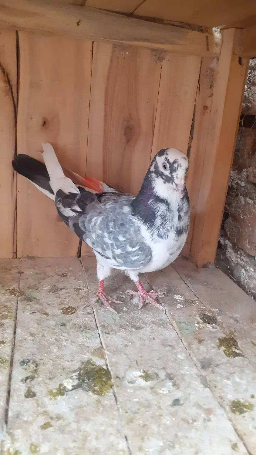 کفتر کبوتر پرشی|پرنده|قم, شهرک طالقانی|دیوار