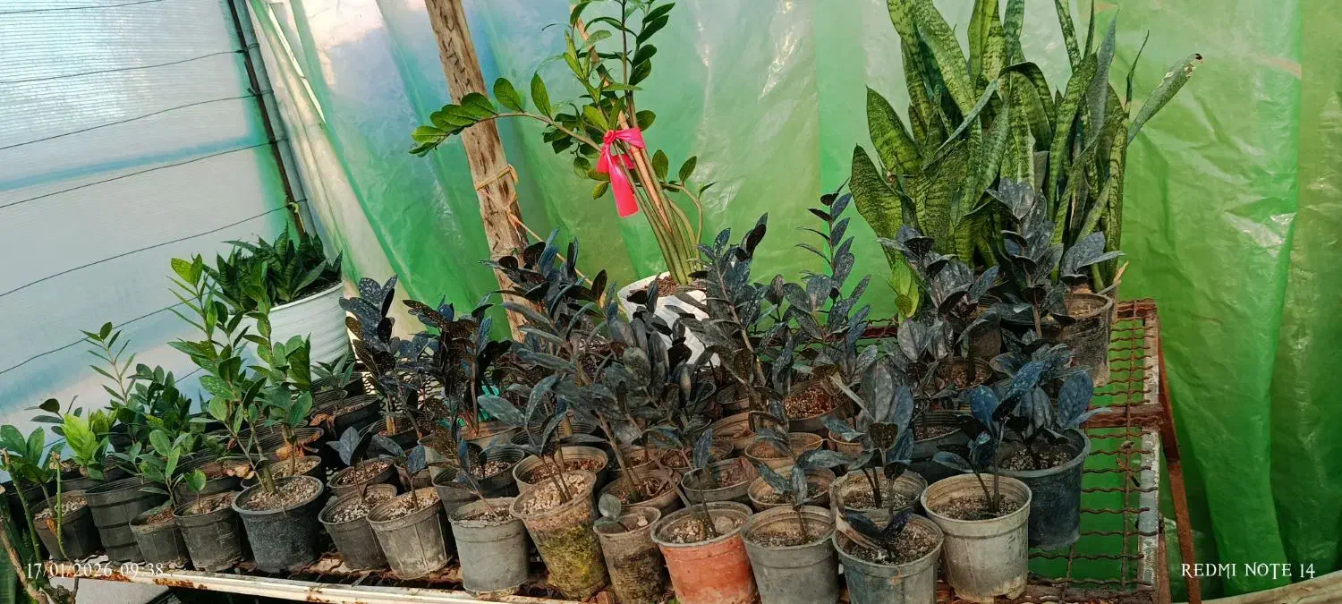 فروش کلی گل های آپارتمانی|گل و گیاه طبیعی|خان ببین, |دیوار