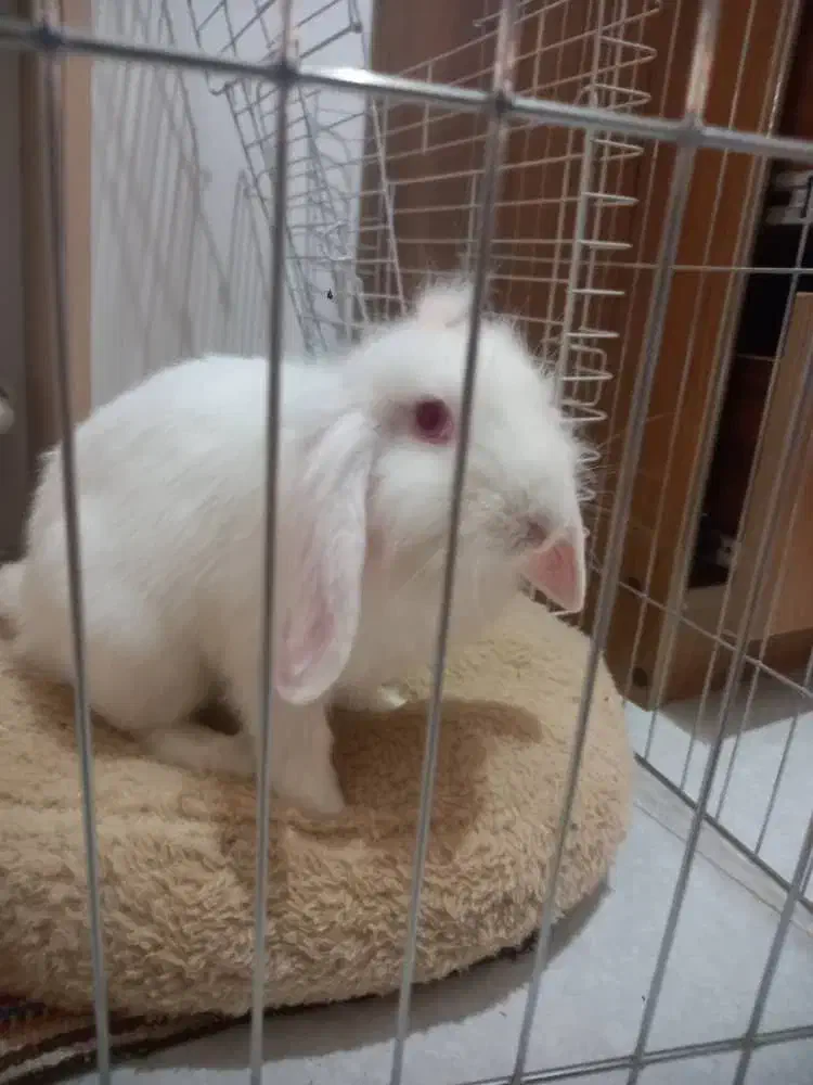 خرگوش لوپ سفید|موش و خرگوش|رودسر, |دیوار