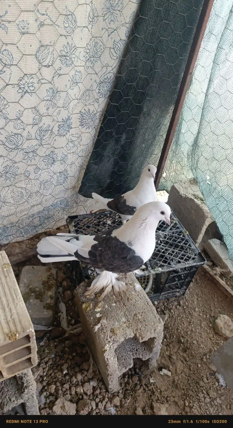 دوکت نر ماده جفت|پرنده|جم, |دیوار