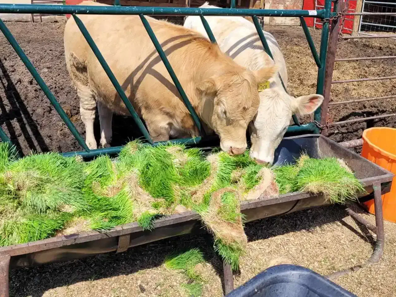 علوفه هیدروپونیک/گندم و جو/خوراک دام|حیوانات مزرعه|قم, نیروگاه|دیوار